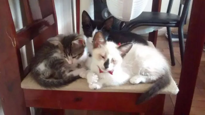 Gato raça indefinida idade 2 a 6 meses nome Vermifugados!!
