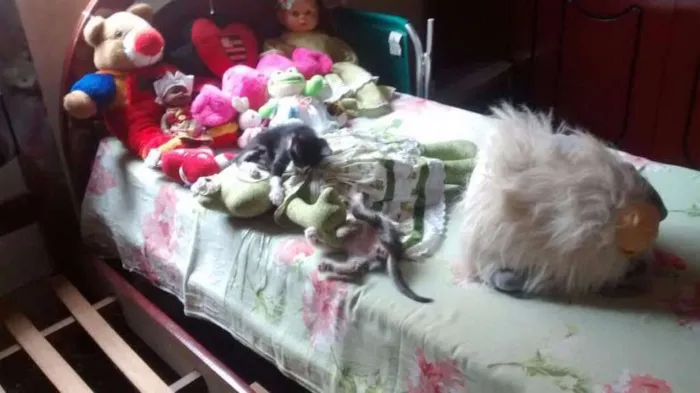 Gato raça indefinida idade 2 a 6 meses nome Vermifugados!!