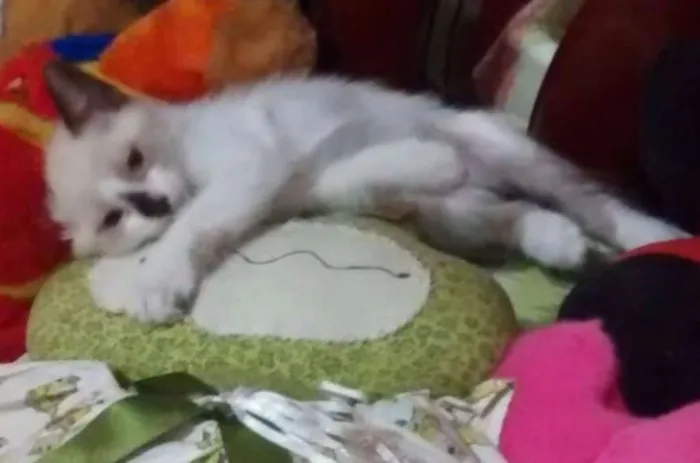 Gato raça indefinida idade 2 a 6 meses nome Vermifugados!!