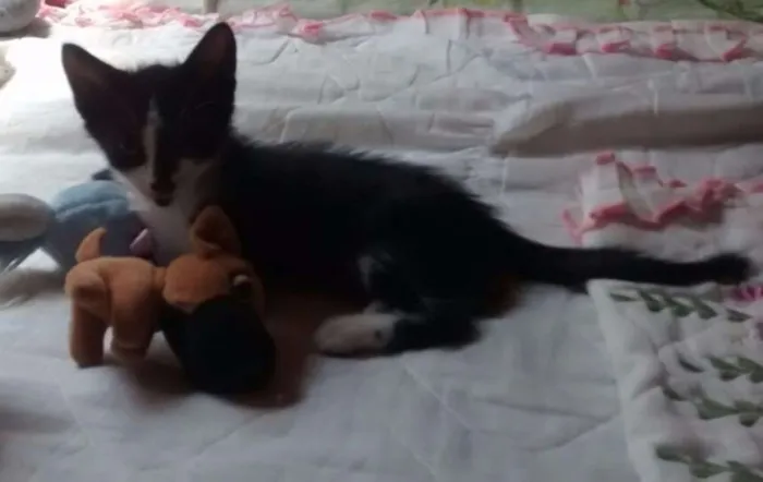 Gato raça indefinida idade 2 a 6 meses nome Vermifugados!!