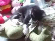 Gato raça indefinida idade 2 a 6 meses nome Vermifugados!!