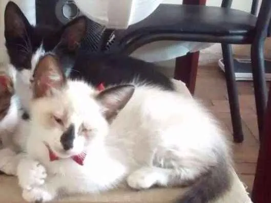Gato raça indefinida idade 2 a 6 meses nome Vermifugados!!