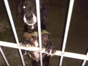 Cachorro raça Vira-lta idade 2 a 6 meses nome Capitão