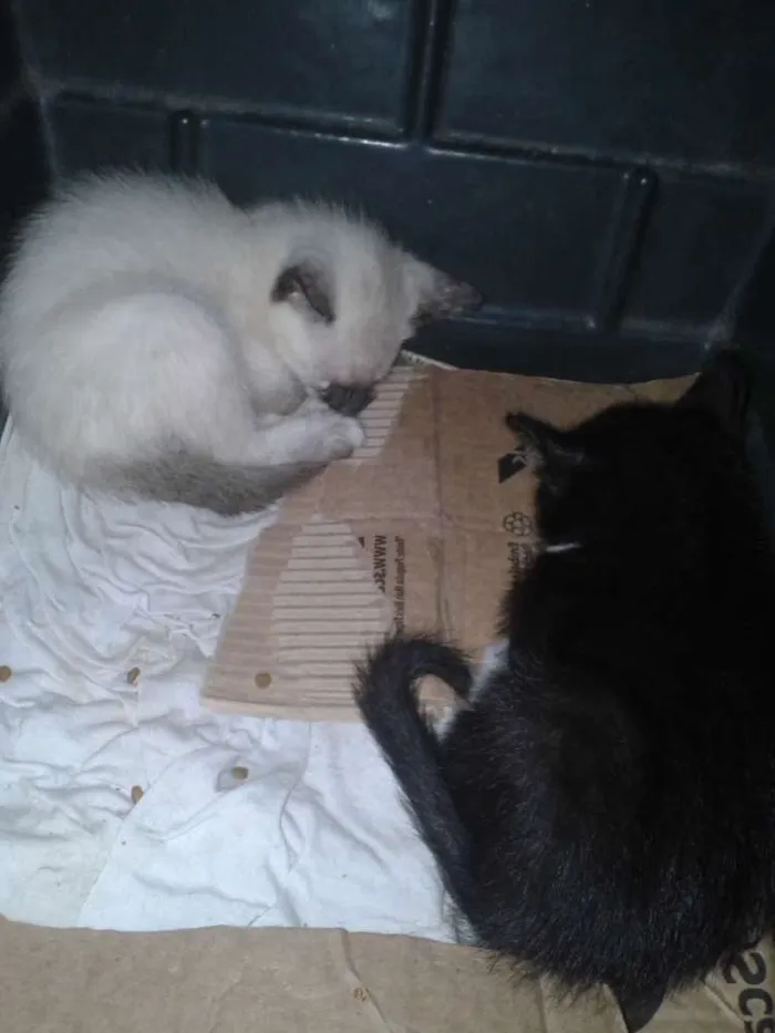 Gato ra a  idade 2 a 6 meses nome Não tem