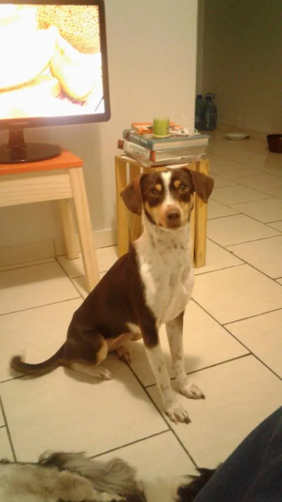 Cachorro ra a Vira Lata idade 2 anos nome Rebeca 