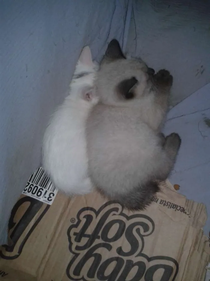 Gato ra a  idade 2 a 6 meses nome Não tem ainda