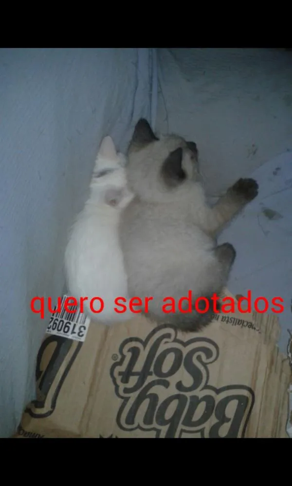 Gato ra a  idade 2 a 6 meses nome Nome não tem