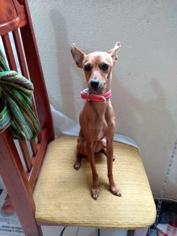 Cachorro ra a Pinscher idade 2 anos nome Dio