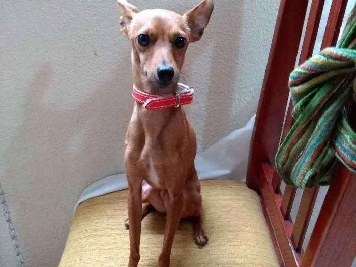 Cachorro ra a Pinscher idade 2 anos nome Dio