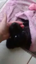 Pretinha