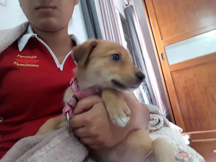 Cachorro ra a sem raça idade 2 a 6 meses nome princesa