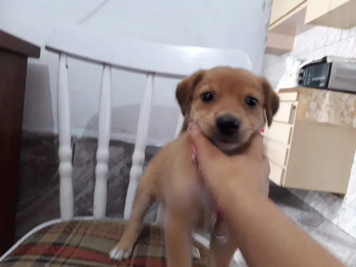 Cachorro ra a sem raça idade 2 a 6 meses nome princesa