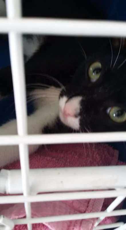 Gato ra a SRD idade 2 a 6 meses nome FRAJOLA