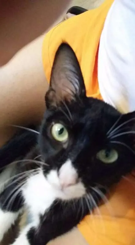 Gato ra a SRD idade 2 a 6 meses nome FRAJOLA