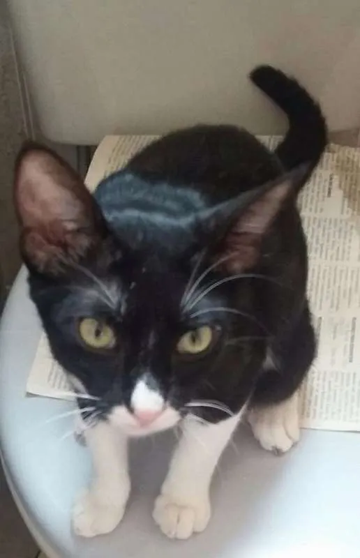 Gato ra a SRD idade 2 a 6 meses nome FRAJOLA
