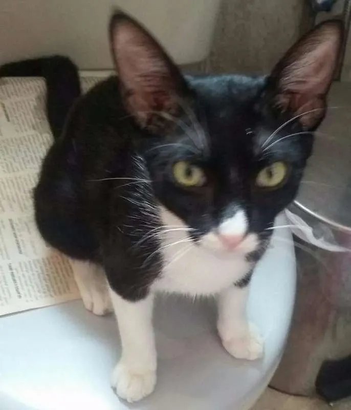Gato ra a SRD idade 2 a 6 meses nome FRAJOLA