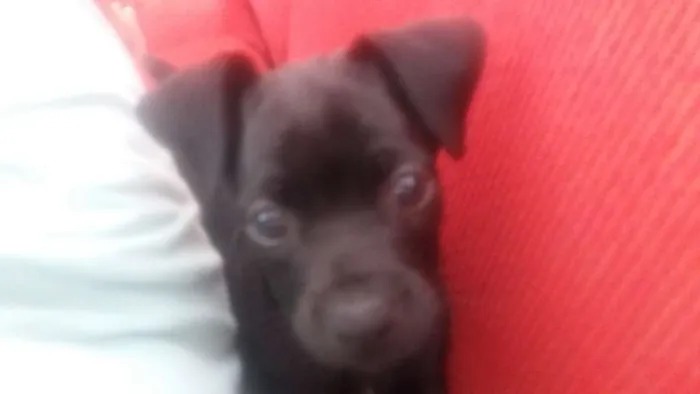 Cachorro ra a Raça indefinida idade 2 a 6 meses nome Frederico