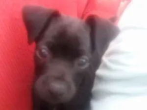 Cachorro raça Raça indefinida idade 2 a 6 meses nome Frederico