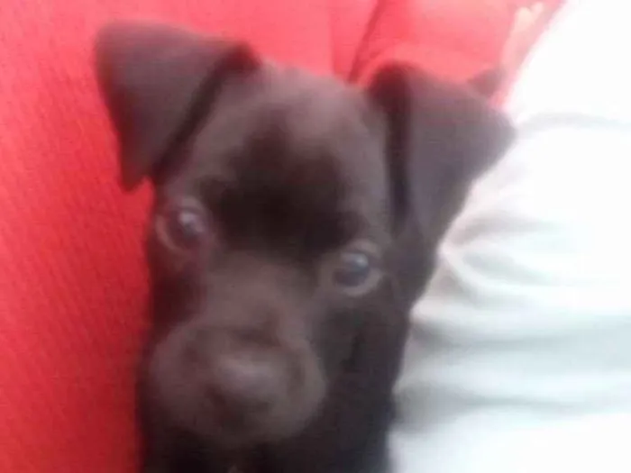 Cachorro ra a Raça indefinida idade 2 a 6 meses nome Frederico