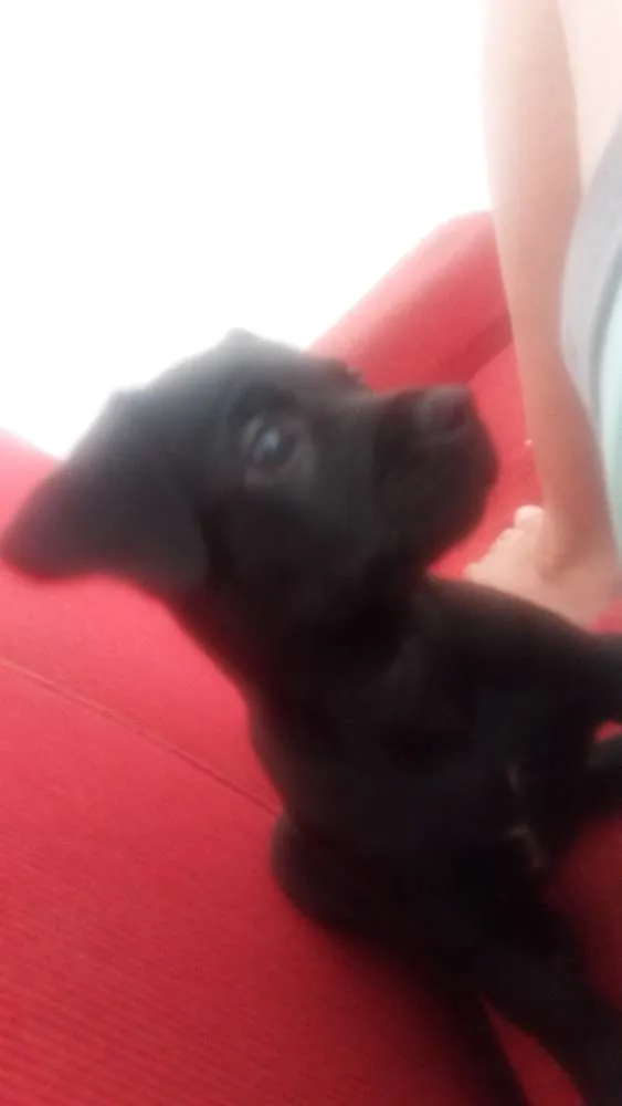 Cachorro ra a Raça indefinida idade 2 a 6 meses nome Frederico