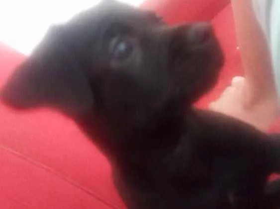 Cachorro ra a Raça indefinida idade 2 a 6 meses nome Frederico