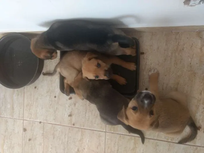 Cachorro raça Vira lata idade Abaixo de 2 meses nome Sem nome ainda