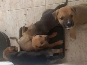 Cachorro raça Vira lata idade Abaixo de 2 meses nome Sem nome ainda