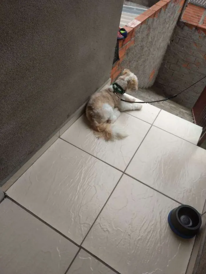 Cachorro raça Lha apso idade 7 a 11 meses nome Bony