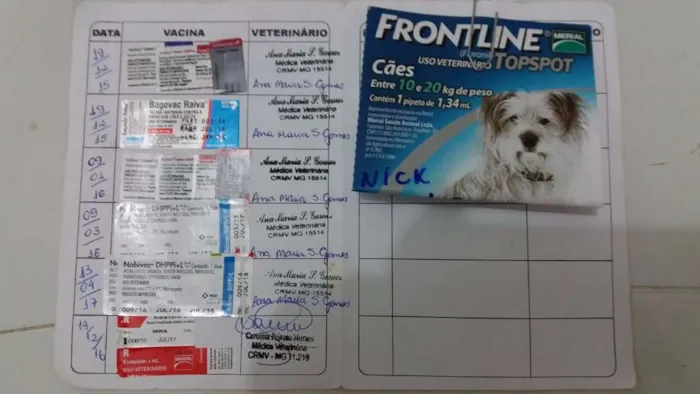 Cachorro raça Sem Raça Definida idade 2 anos nome Nick
