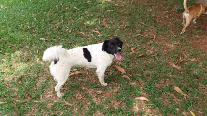 Cachorro raça Sem Raça Definida idade 2 anos nome Nick