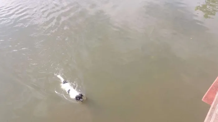 Cachorro raça Sem Raça Definida idade 2 anos nome Nick