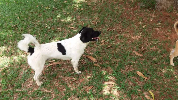 Cachorro raça Sem Raça Definida idade 2 anos nome Nick