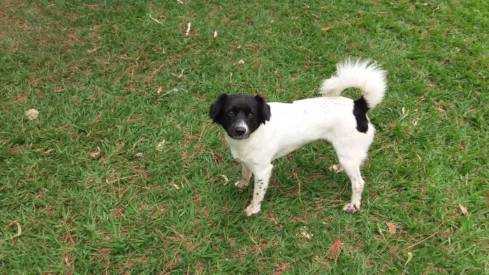Cachorro raça Sem Raça Definida idade 2 anos nome Nick