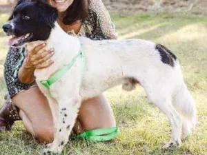 Cachorro raça Sem Raça Definida idade 2 anos nome Nick