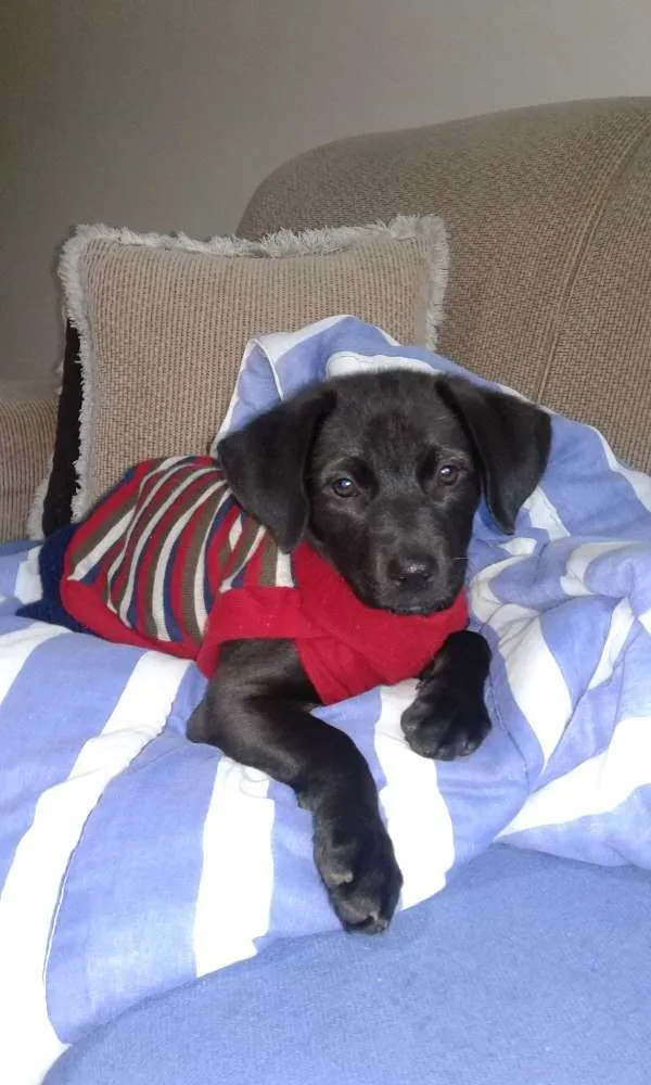 Cachorro ra a Sem raça definida idade 2 a 6 meses nome Sem nome