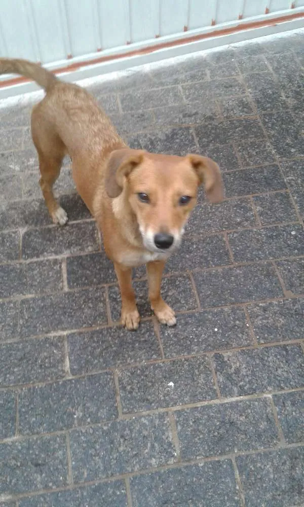Cachorro ra a Sem raça definida idade 7 a 11 meses nome Sem nome 