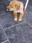SNOPY