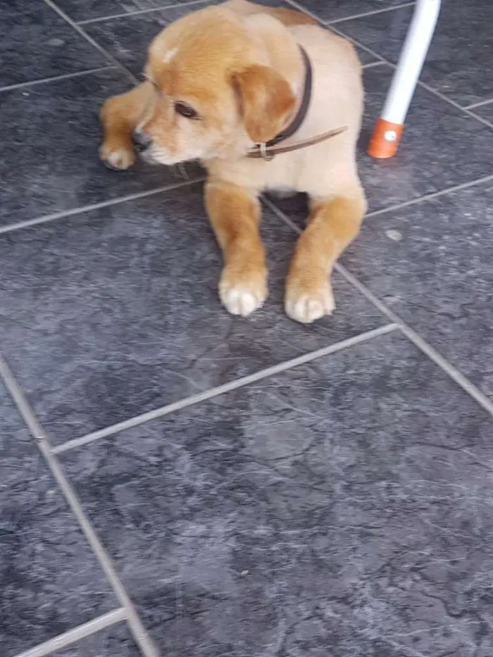 Cachorro ra a Pequenes idade 6 ou mais anos nome SNOPY