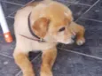 SNOPY