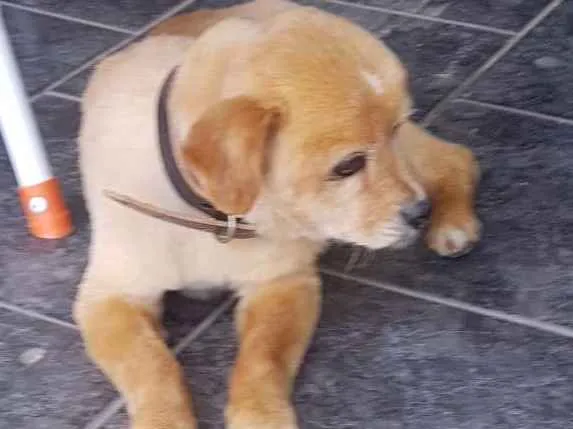 Cachorro ra a Pequenes idade 6 ou mais anos nome SNOPY