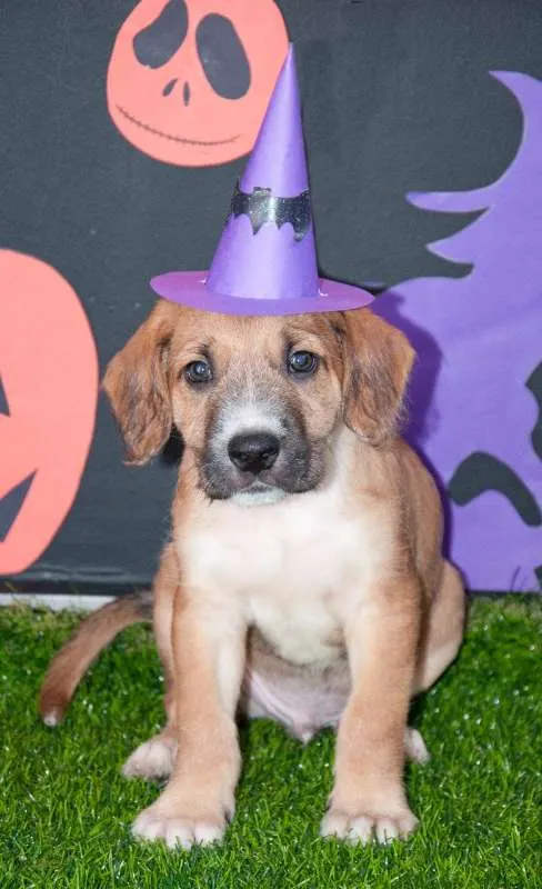 Cachorro ra a SRD idade Abaixo de 2 meses nome Marley