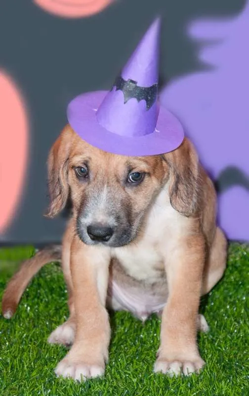 Cachorro ra a SRD idade Abaixo de 2 meses nome Marley