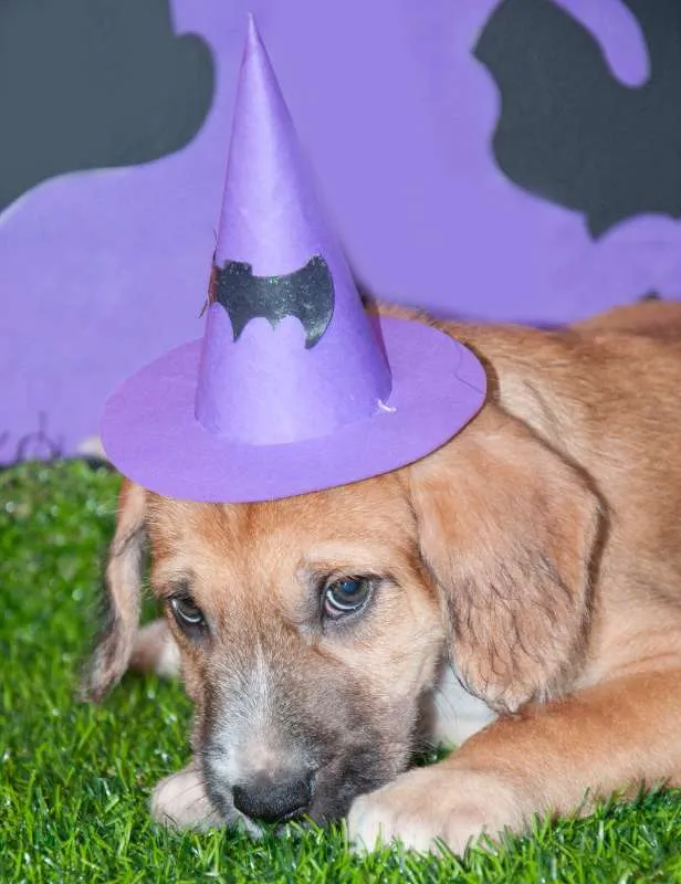 Cachorro ra a SRD idade Abaixo de 2 meses nome Marley