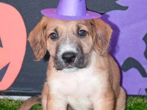 Cachorro ra a SRD idade Abaixo de 2 meses nome Marley