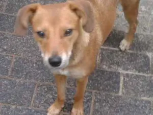 Cachorro raça Sem raça definida idade 7 a 11 meses nome Sem nome 