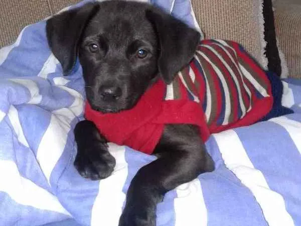 Cachorro ra a Sem raça definida idade 2 a 6 meses nome Sem nome