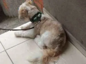 Cachorro raça Lha apso idade 7 a 11 meses nome Bony