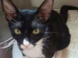 Gato raça SRD idade 2 a 6 meses nome FRAJOLA
