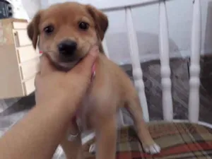 Cachorro raça sem raça idade 2 a 6 meses nome princesa