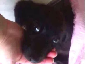 Cachorro raça Vira Lata idade 7 a 11 meses nome Pretinha